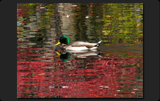 Duck on Belmont Lake in Autumn
