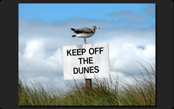Keep Off the Dunes