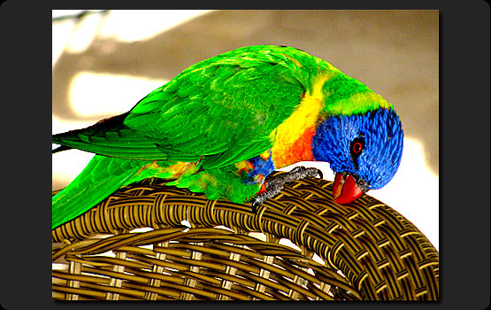 Parrot on Wicker Chair